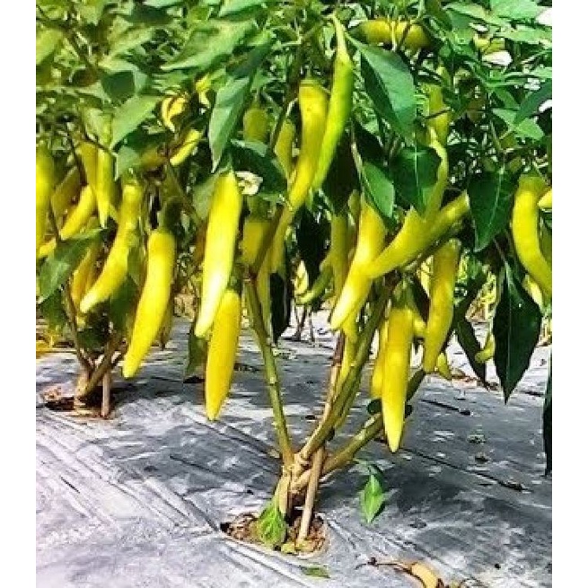 Hạt giống ớt sừng vàng châu phi F1 KNS1181 - Gói 0.1gram