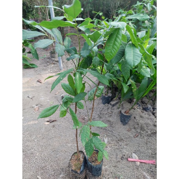 CÂY NHÃN LỒNG THỰC SINH CAO 50CM