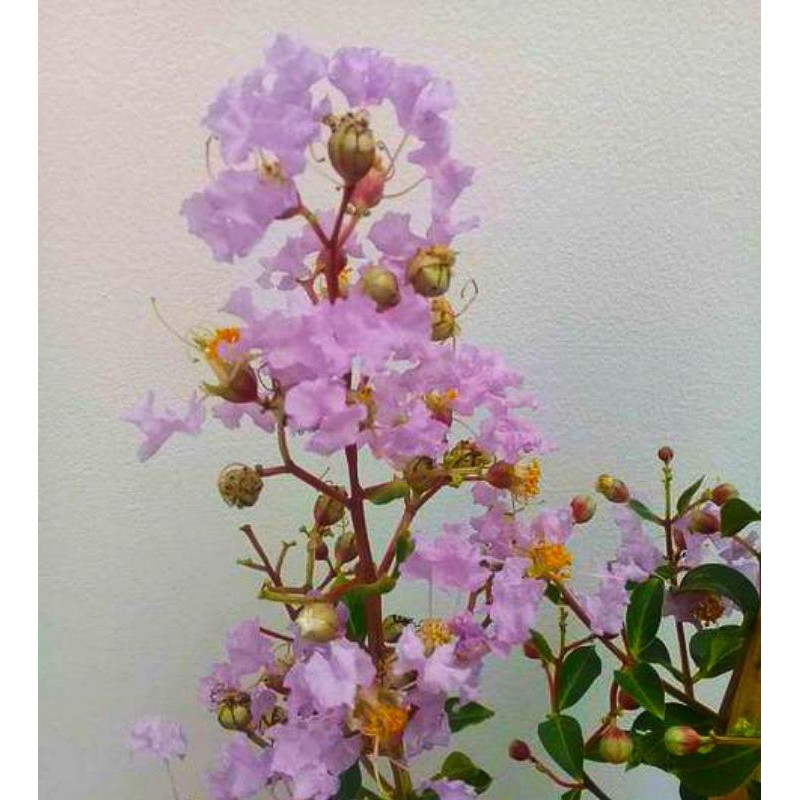 Cây Tường Vi đủ màu