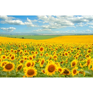 Tranh treo tường Cánh Đồng Hoa Hướng Dương LunaCV-0469 kích thước 60x40cm