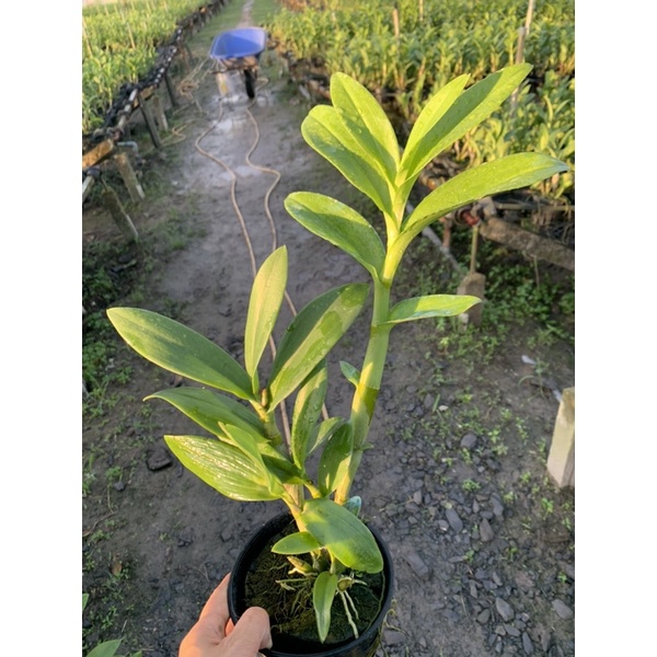 Lan Denro Nắng URAWAN CÂY TƠ