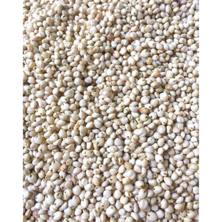 Hạt bo bo trắng - 1Kg cho chim chuột