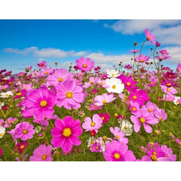 [1Lạng] Hạt Giống Hoa Sao Nhái Siêu Bông