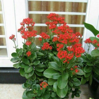 Cây sống đời(cây bỏng)