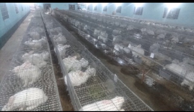 100 van uống nước tự động cho thỏ mạ crom