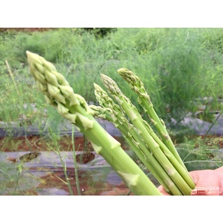 #Hạt_giống_măng_tây ( Tím + Xanh + Trắng ) ( tặng kèm kích mầm )