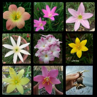 COMBO SÉT 8 CỦ HOA HUỆ MƯA NGOẠI 8 MÀU( CHUẨN MÀU)