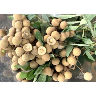 CÂY GIỐNG NHÃN PHÁT TÀI