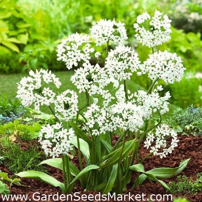Củ hoa alium HOA TẾT