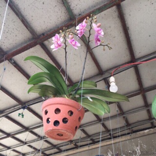 Hồ điệp đang hoa mini