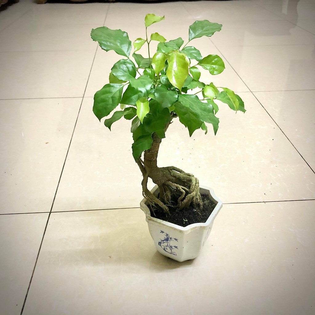 Cây hạnh phúc bonsai - THẾ GIỚI HOA CÂY CẢNH - cao 25-30cm.