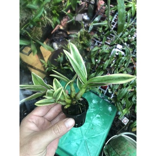 Hoa lan denro mini lá sọc phát tài