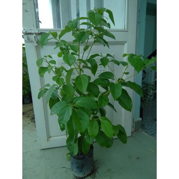 Cây xá xị - chiều cao khoảng 80cm