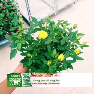 Gói 20 hạt Hoa hồng siêu nụ hoa - hoa đẹp ĐẾN MÙA TRỒNG TẾT