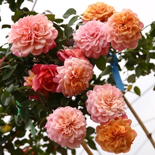 Cây hoa hồng nhật Miyabi Rose