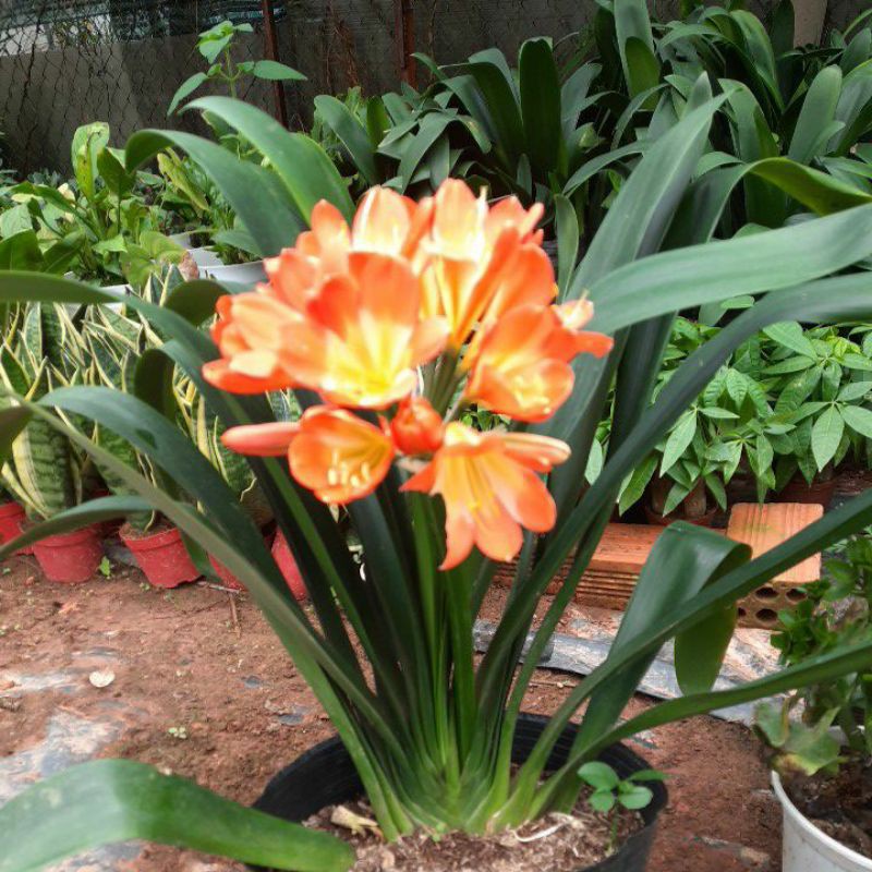 Cây lan quân tử - Cây hoa lan quân tử hoa màu cam, cây phong thủy trồng trong nhà
