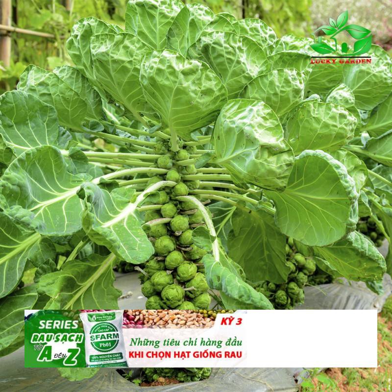 150h Hạt Giống Cải Bắp Tí Hon Long Island I