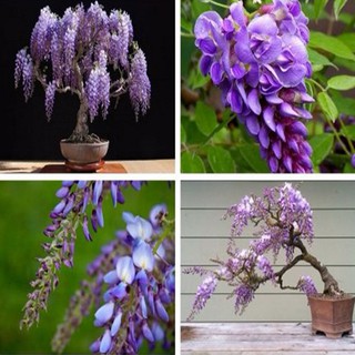 NGUYEN BAU CAY GIONG HOA TU DANG THAN GO SIEU DEP-CAM KET GIONG CHUAN F1