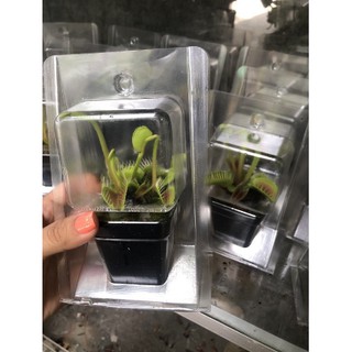 Chậu cây bẫy kẹp bắt mồi -Ut Nho