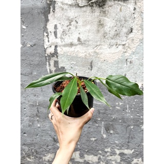 Cung Đàn Xuân | Philodendron jungle boogie