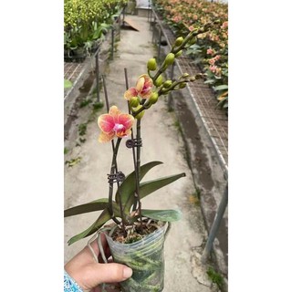 lan hồ điệp sẵn 2 ngồng hoa