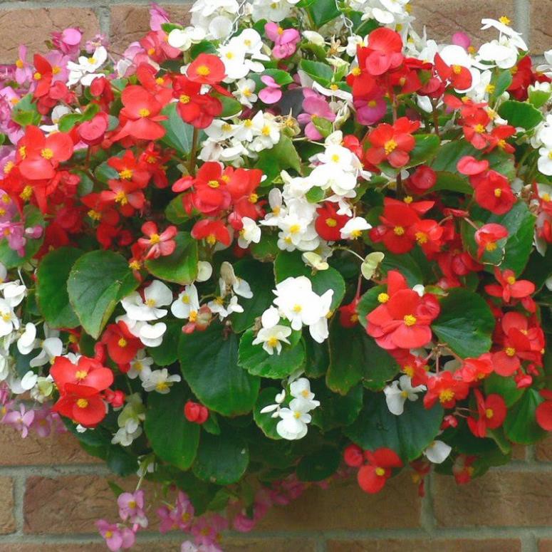 THU HẢI ĐƯỜNG-CHẬU ĐANG HOA + Tặng 01 cây dâu da đất