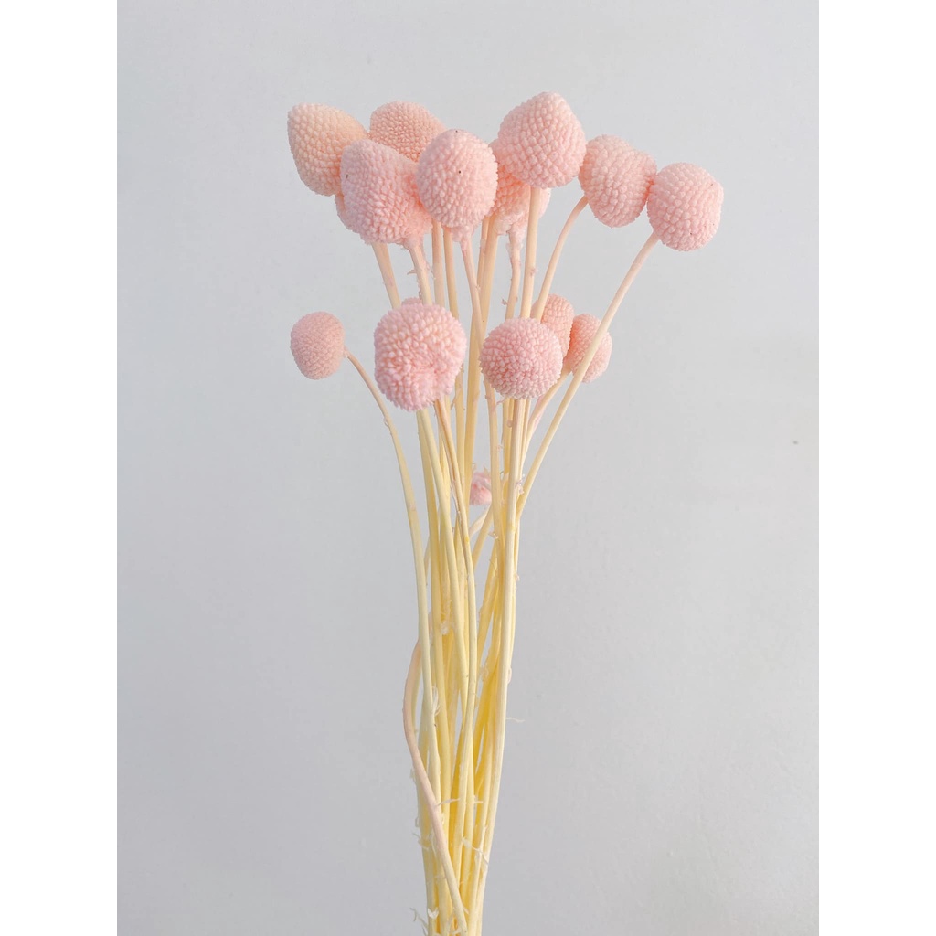 HOA CÚC NÚT ÁO  - hoa cúc - decor- bình hoa- hoa khô trang trí cafe, trà chanh, trà sữa, quán ăn-