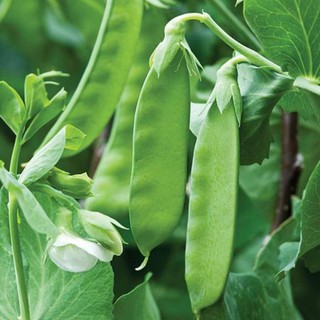 [Siêu khuyến mại] Hạt giống đậu Hà Lan xào - 8gram