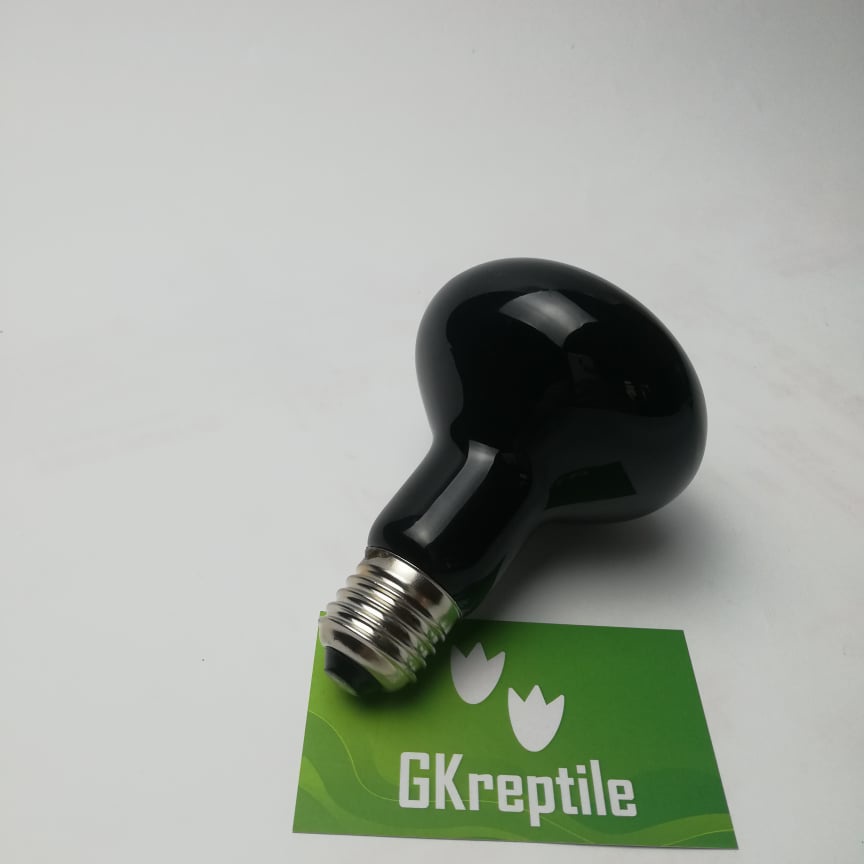 Đèn sưởi cho bò sát , đèn sưởi đêm