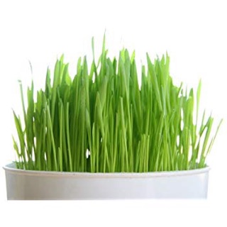 Hạt Giống Cỏ Lúa Mì / Lúa Mạch cho Mèo.