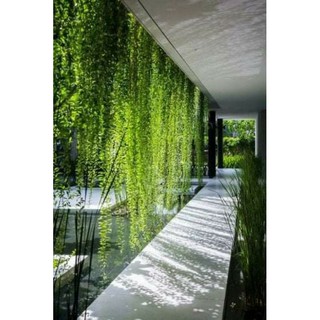 Cây 🌲 Cúc Tầng Ấn Độ