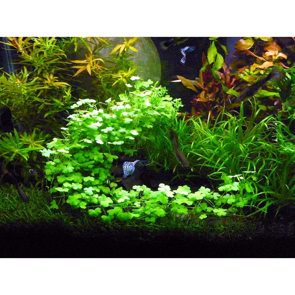 Rau má hương - cây thủy sinh tiền cảnh - 40k/tất 10x10