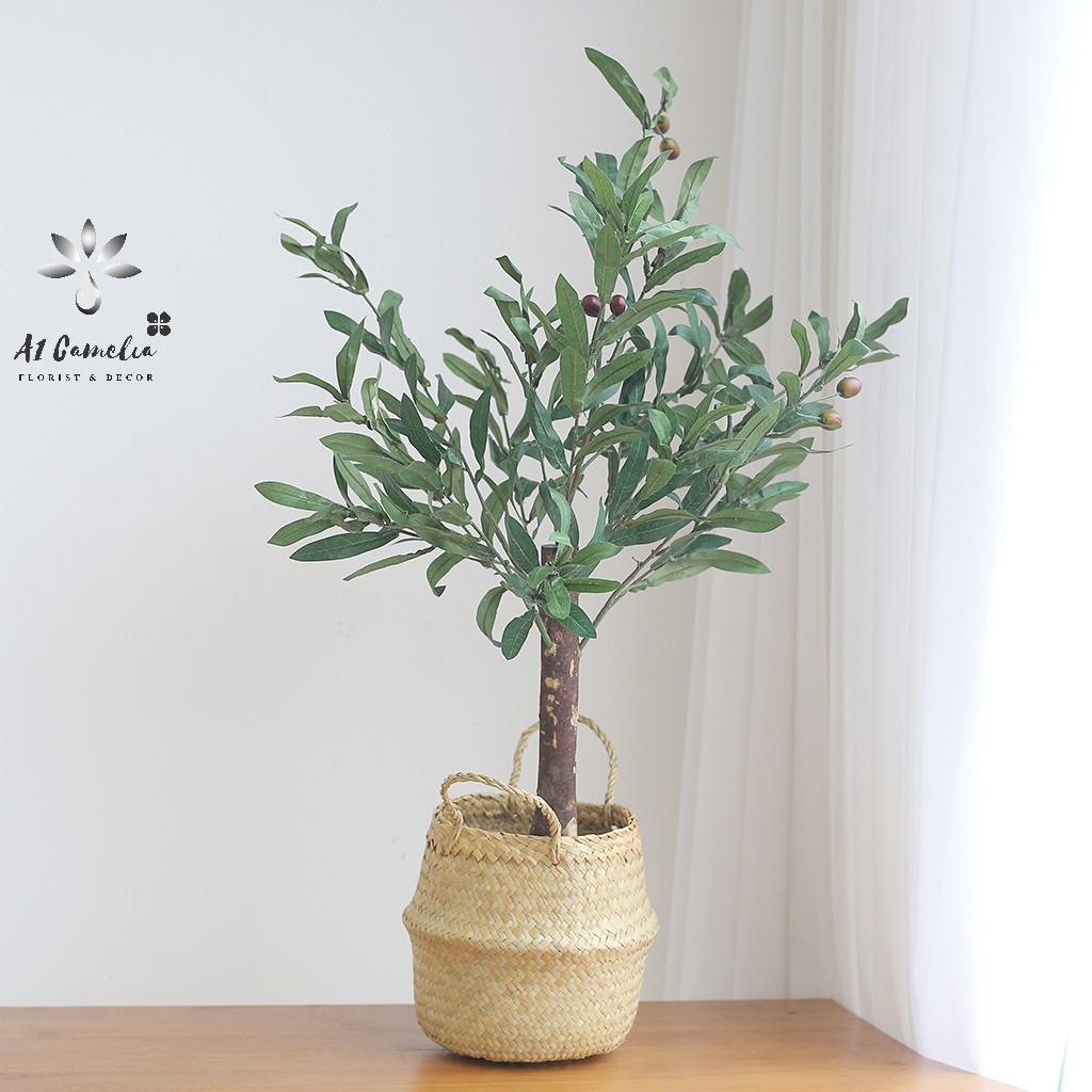 Cây Decor - Cây Oliu Camelia + Tặng Kèm Giỏ Decor Cao Cấp, Chiều Cao 0,8m, Chất Liệu Lá Không Bám Bẩn,Quả Oliu Như Hình | BigBuy360 - bigbuy360.vn
