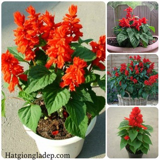 Hạt Giống Hoa Xác Pháo Đỏ