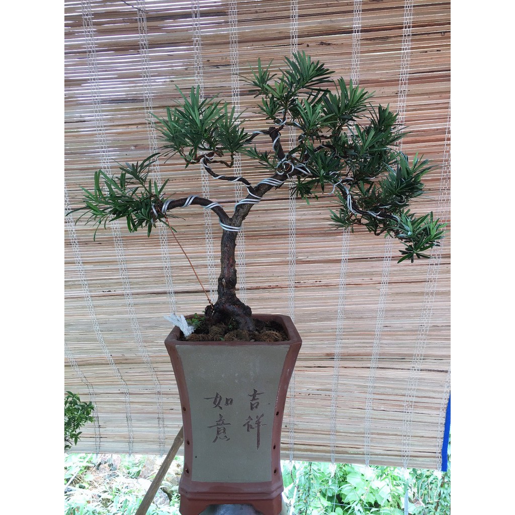 Cây tùng la hán bonsai để bàn mini nhà vườn mộc