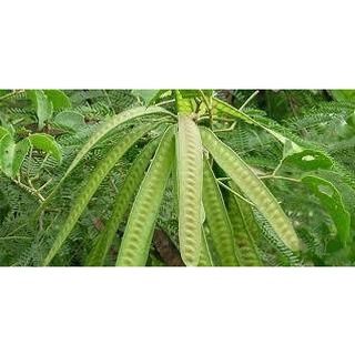 HẠT GIỐNG KEO DẬU (200g) - Thức Ăn Chăn Nuôi -- Hạt Giống Cỏ Chăn Nuôi - Cỏ Chăn Nuôi Trâu,Bò,Dê...