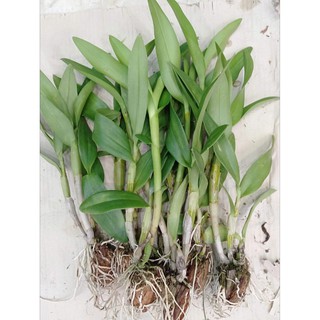 cây giống lan dendro hoa quanh năm cây tơ 150k/10khóm