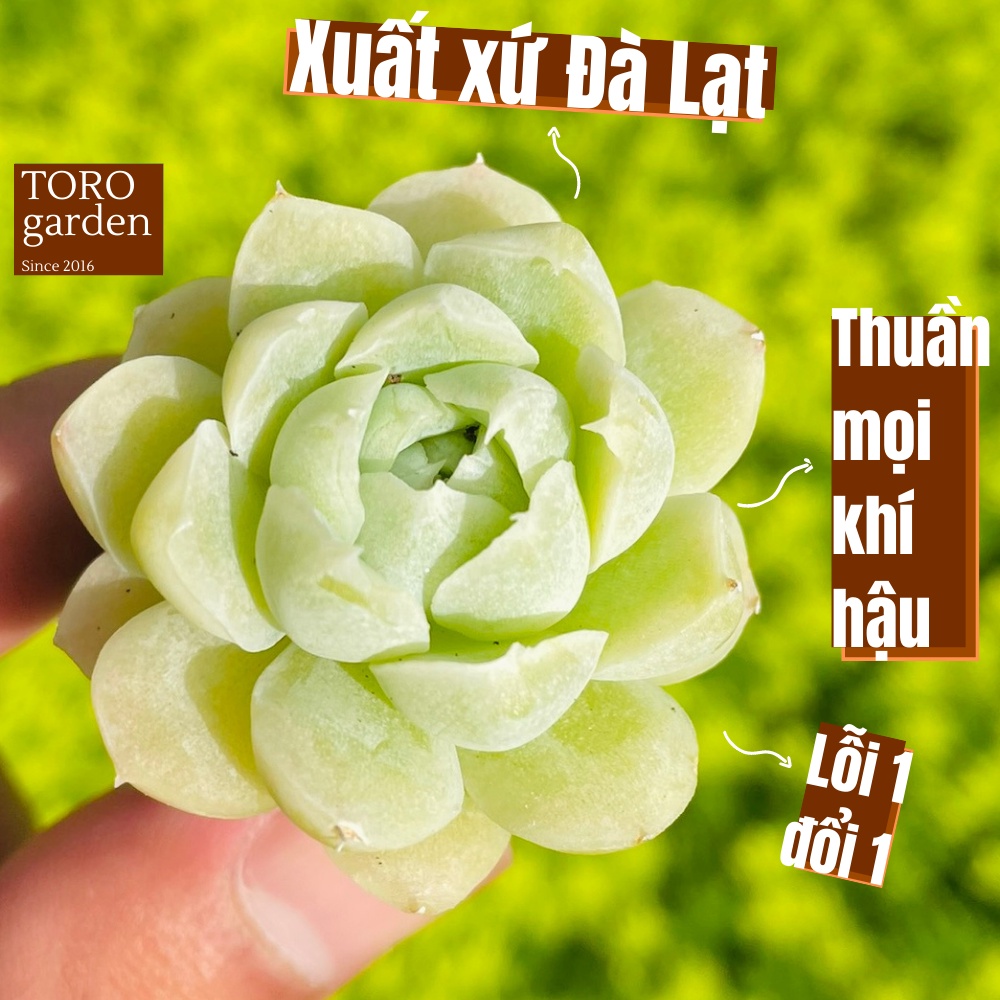 Sen đá tuyết trắng Đà Lạt size mini cây cảnh trang trí nhà cửa Toro garden