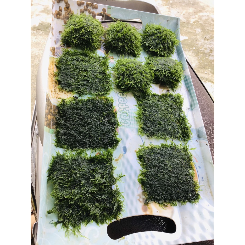 Rêu thủy sinh - Mini Spinky lá nước và Cầu rêu 9x9- Trang Trí Hồ Cá Thuỷ Sinh - Rêu Thuỷ Sinh Dễ Trồng