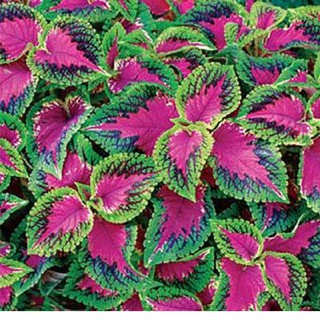 Cây lá gấm - cây tía tô cảnh,Cây lá gấm - cây tía tô cảnh , CHẬU CÂY TO ĐẸP XUM XUÊ