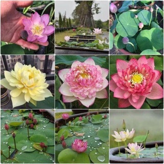 Sỉ 1000 hạt sen mini nhật cánh kép