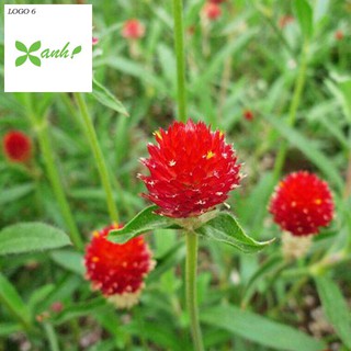 50 H - HẠT GIỐNG CÚC NÚT ÁO ĐỎ