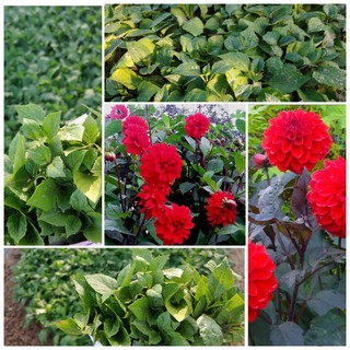 Cây hoa thược dược đỏ cánh kép chơi tết (1cây)
