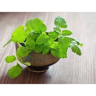 Bạc hà chanh LEMON BALM 601 (1g)