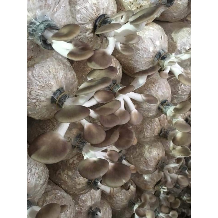 Phôi nấm Bào ngư