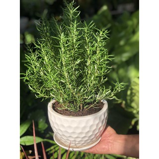 Chậu Sứ Cây Hương Thảo
