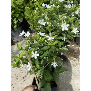 CÂY MAI CHỈ THIÊN ( chậu cao 40-50cm)