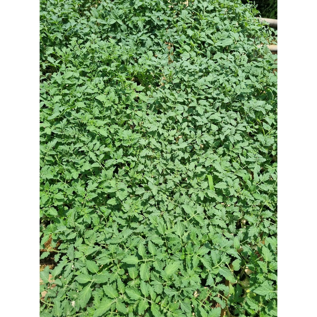 Cây giống cà chua socola, nova vàng, nova đỏ, beef ươm vỉ như hình-vườn của boss