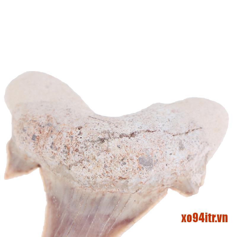 XOITR  Megalodon Tooth Fossil Shark Teeth Marine Biology Science Teaching Specimen