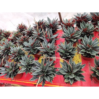 Cây Peperomia Rosso